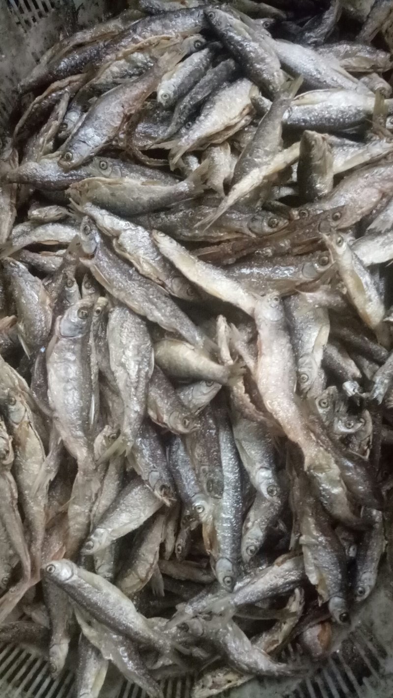 油炸的白鱼味道鲜美。