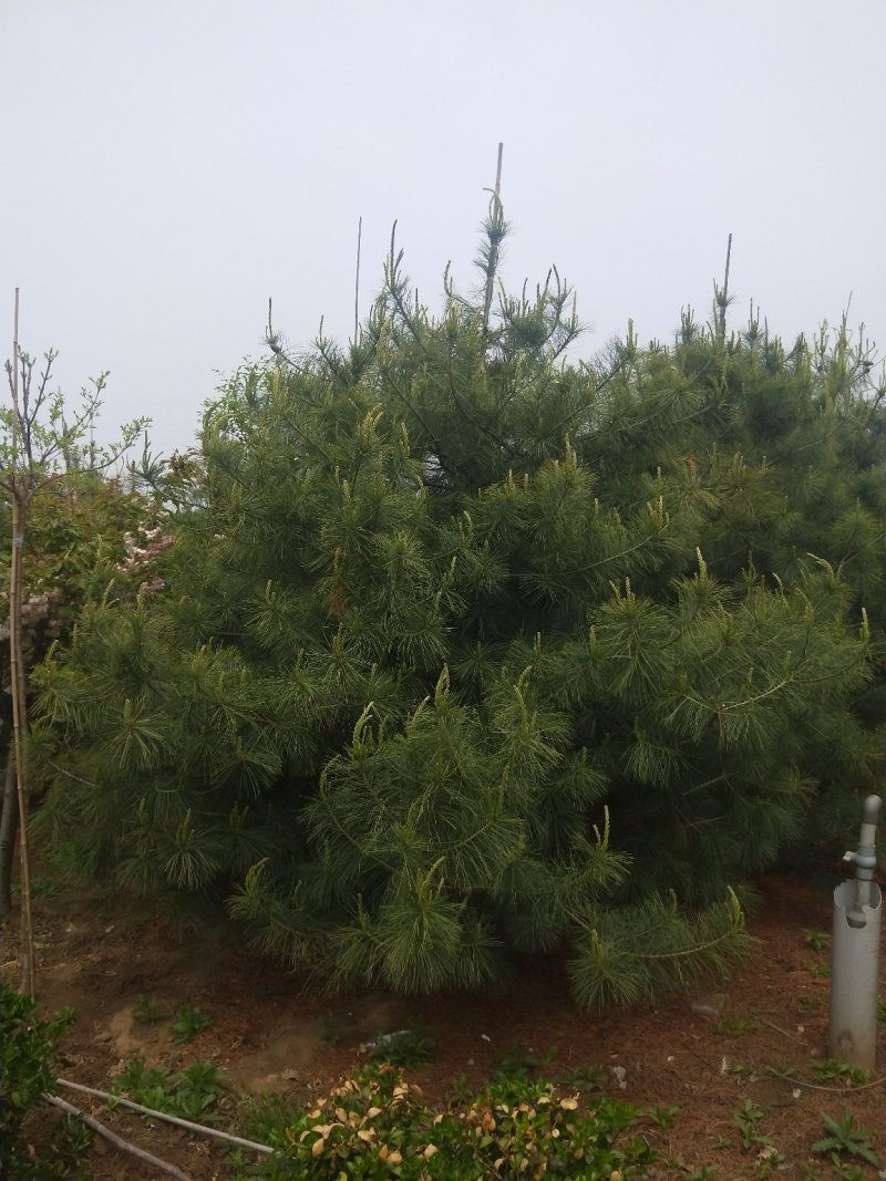 泰安市泰山区精品华山松基地（3--6米）