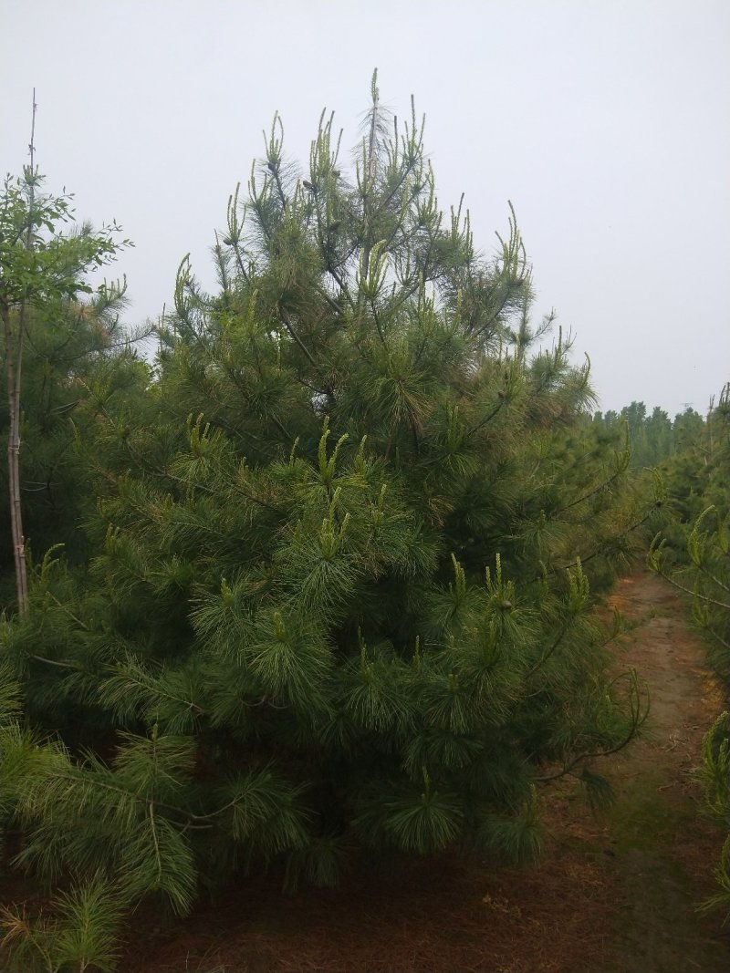 泰安市泰山区精品华山松基地（3--6米）
