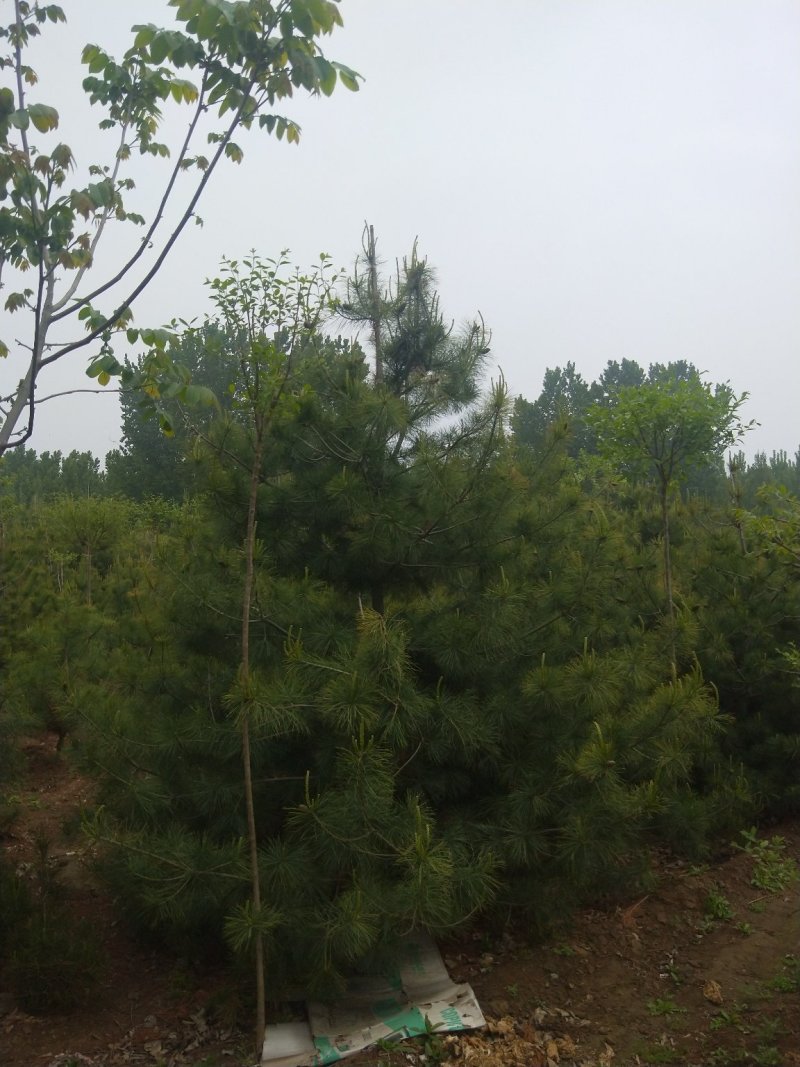 泰安市泰山区精品华山松基地（3--6米）