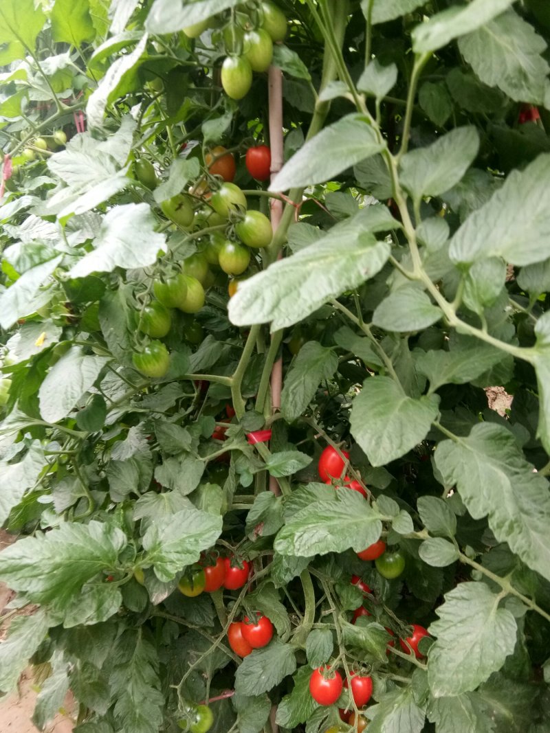 圣女果，红圣女果，黄圣女果，粉果，糖分高，保证质量，保l