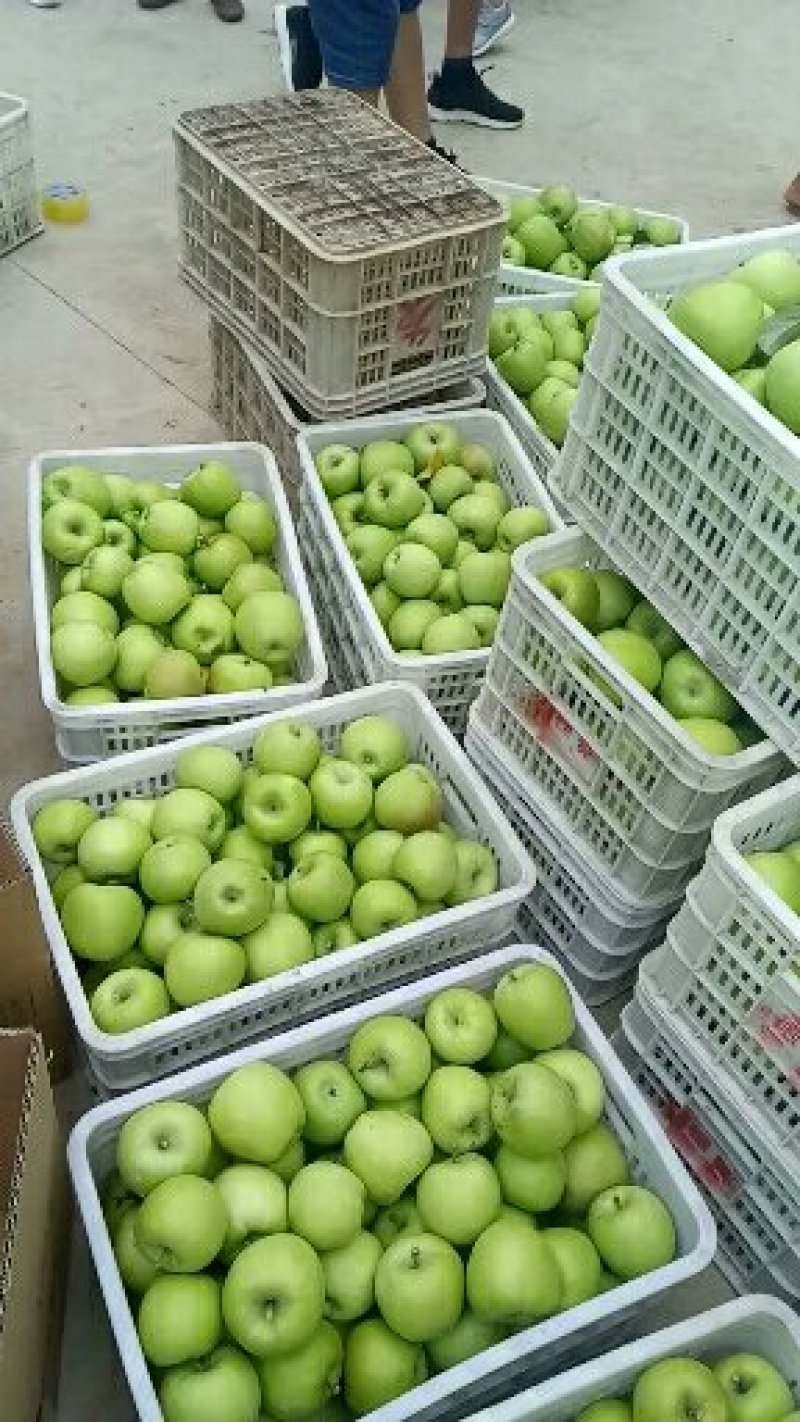 山东苹果*美八苹果*产地货源充足*品质保证*支持产地代发