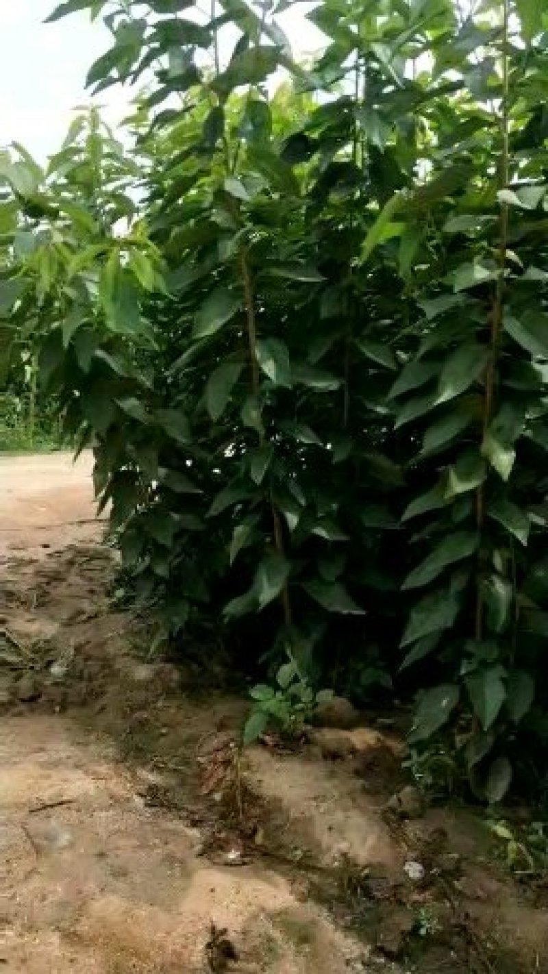 樱桃苗规格一公分到八公分