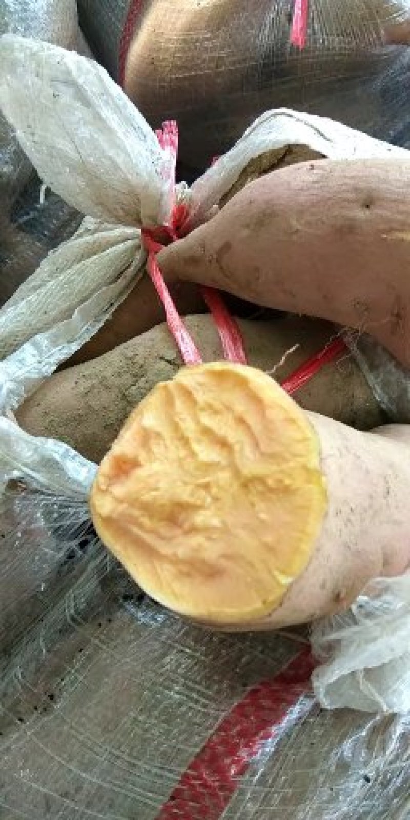 【好货】开封沙土地红薯大量上市保质保量可视频看货欢迎咨询