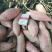 【好货】开封沙土地红薯大量上市保质保量可视频看货欢迎咨询