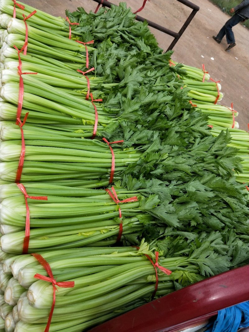 芹菜大量上市