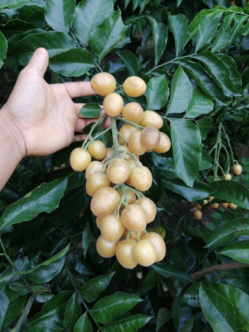 无核黄皮果