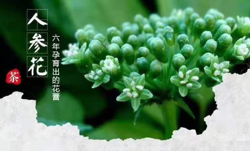 人参花茶
