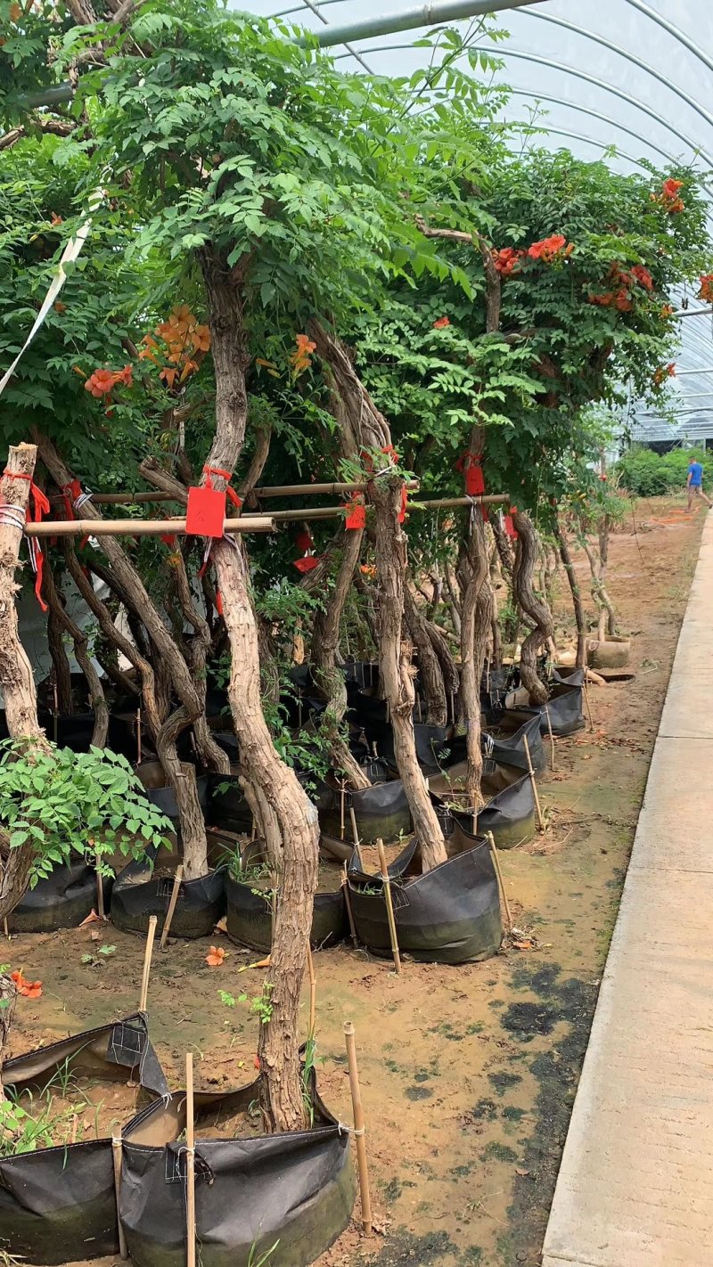 凌霄基地直发包成活现挖现卖量大从优下单包邮