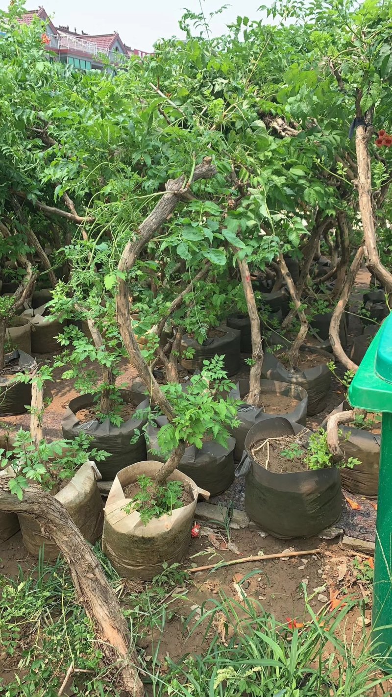 凌霄基地直发包成活现挖现卖量大从优下单包邮