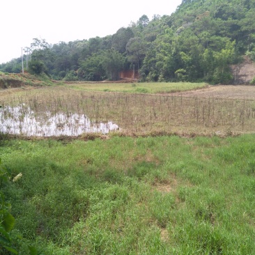 田地