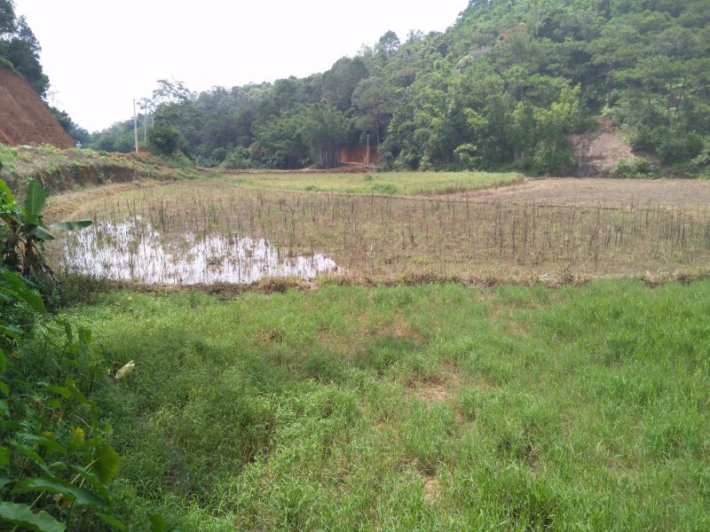 田地