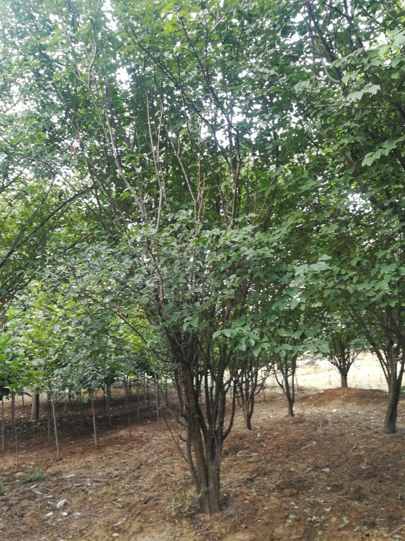 15-25木瓜树