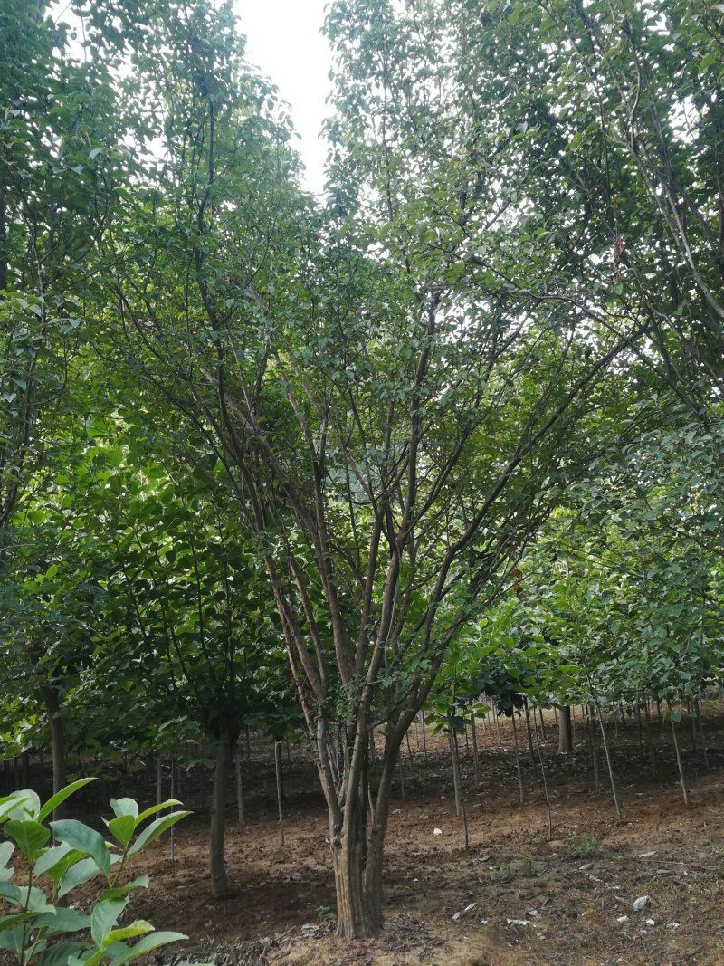 15-25木瓜树