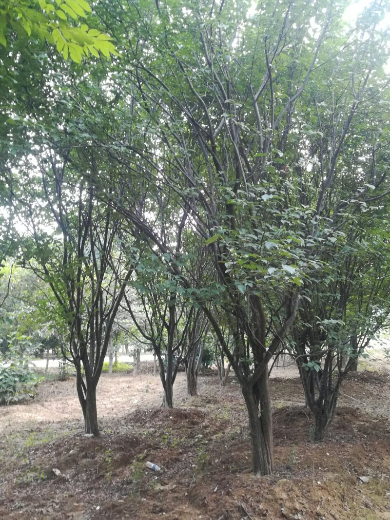 15-25木瓜树