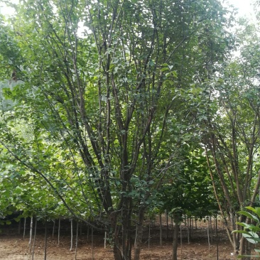 15-25木瓜树