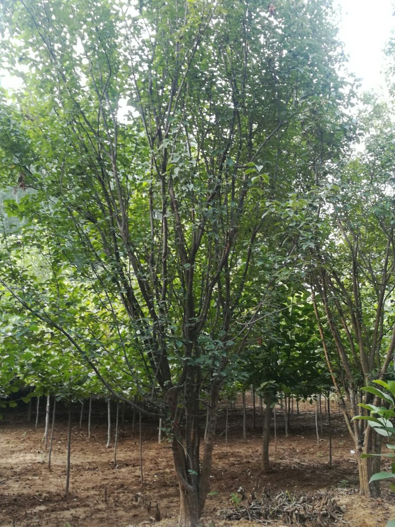 15-25木瓜树