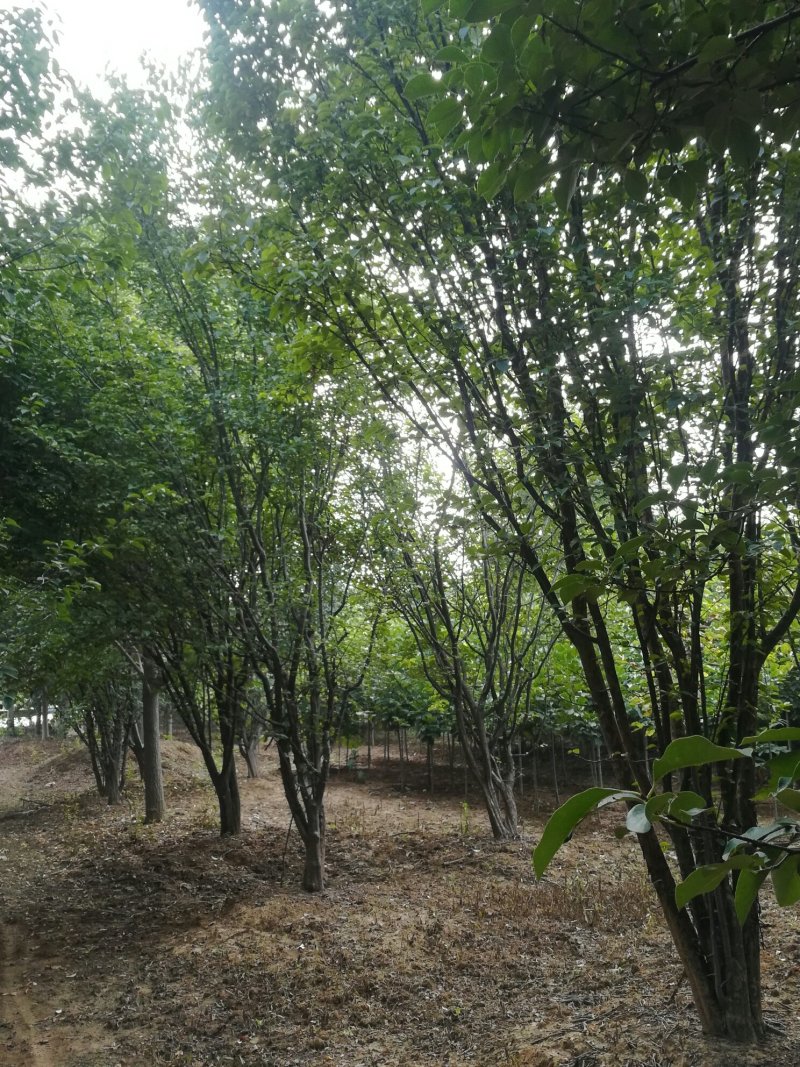 15-25木瓜树