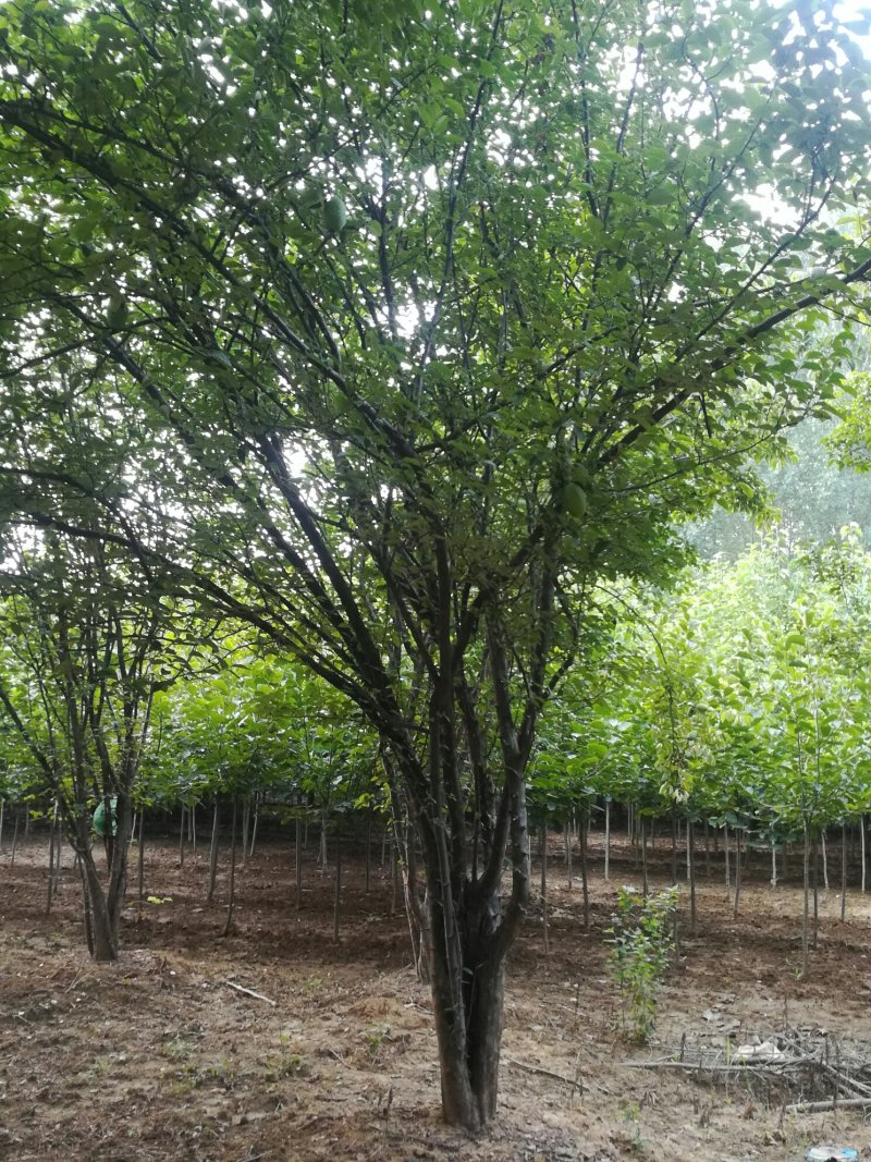 15-25木瓜树