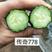 黄瓜苗，传奇778，高产，黑油亮，纯绿瓤密刺，瓜把短，秋