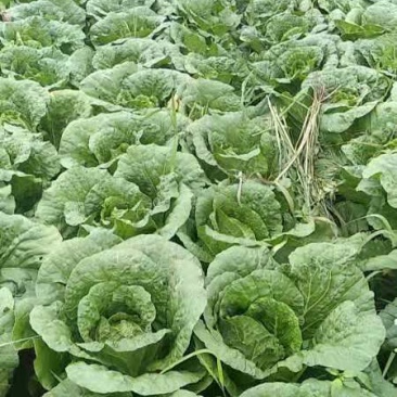 沽源大量蔬菜上市，白菜豆角各种蔬菜