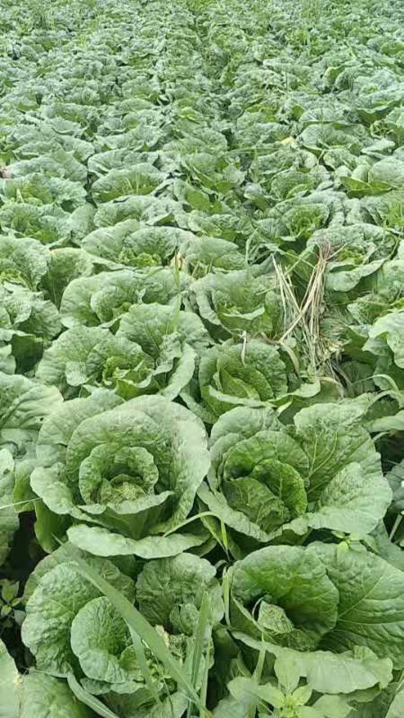 沽源大量蔬菜上市，白菜豆角各种蔬菜