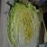 沽源大量蔬菜上市，白菜豆角各种蔬菜