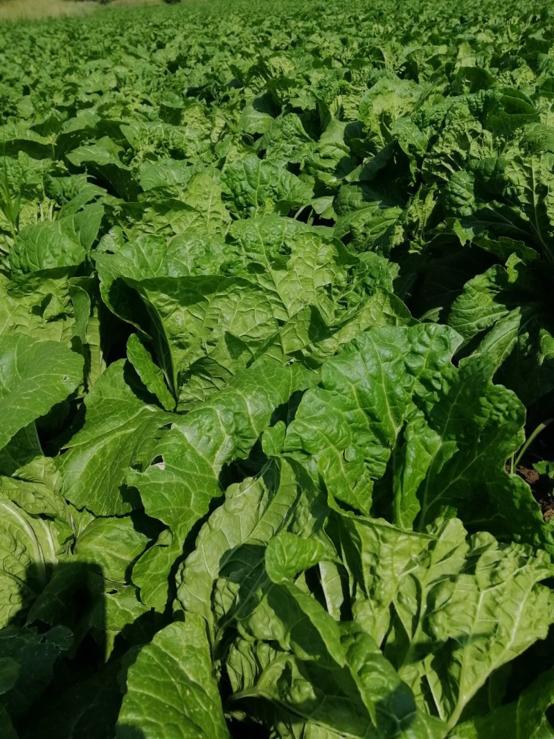 沽源大量蔬菜上市，白菜豆角各种蔬菜
