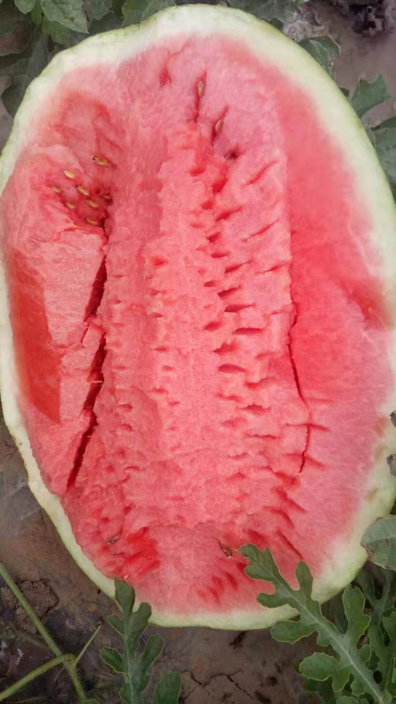 【热卖】宁夏金花一号西瓜，8斤打底9成熟头茬瓜包熟包甜