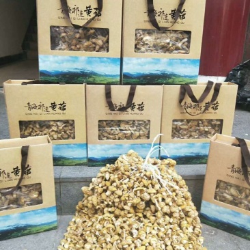 青海野生黄蘑菇自采自销【祁连山特产野生黄蘑菇】