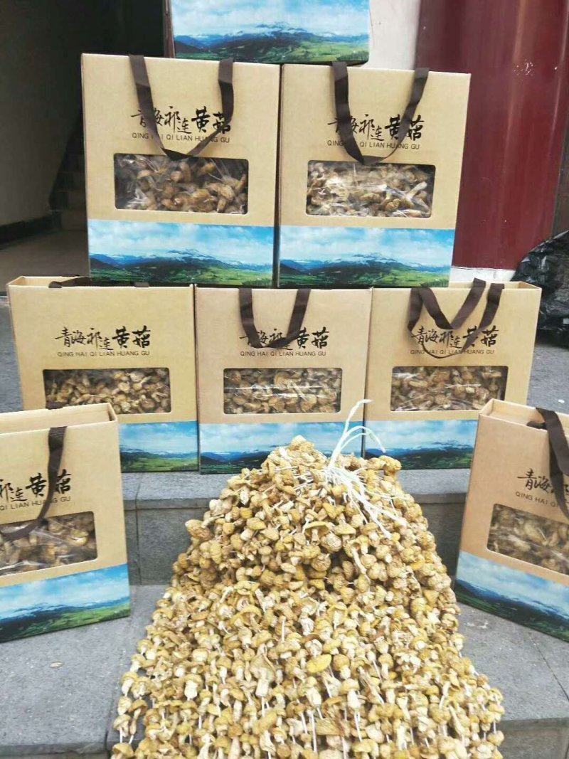 青海野生黄蘑菇自采自销【祁连山特产野生黄蘑菇】
