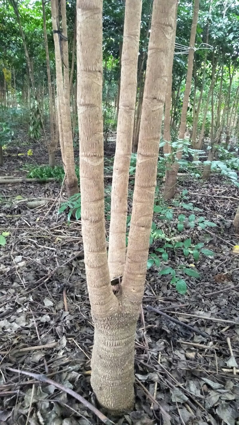 幌伞枫