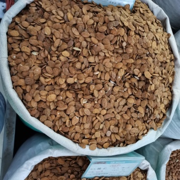 桃仁中药材桃仁批发一手货源
