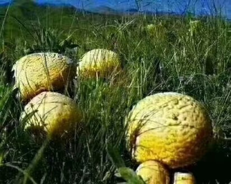 青海野生黄蘑菇自采自销【祁连山特产野生黄蘑菇】
