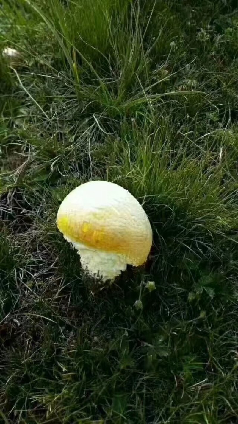 青海野生黄蘑菇自采自销【祁连山特产野生黄蘑菇】