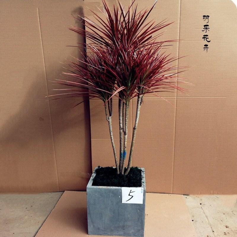 包邮七彩铁千年木盆栽三色龙血树观叶植物