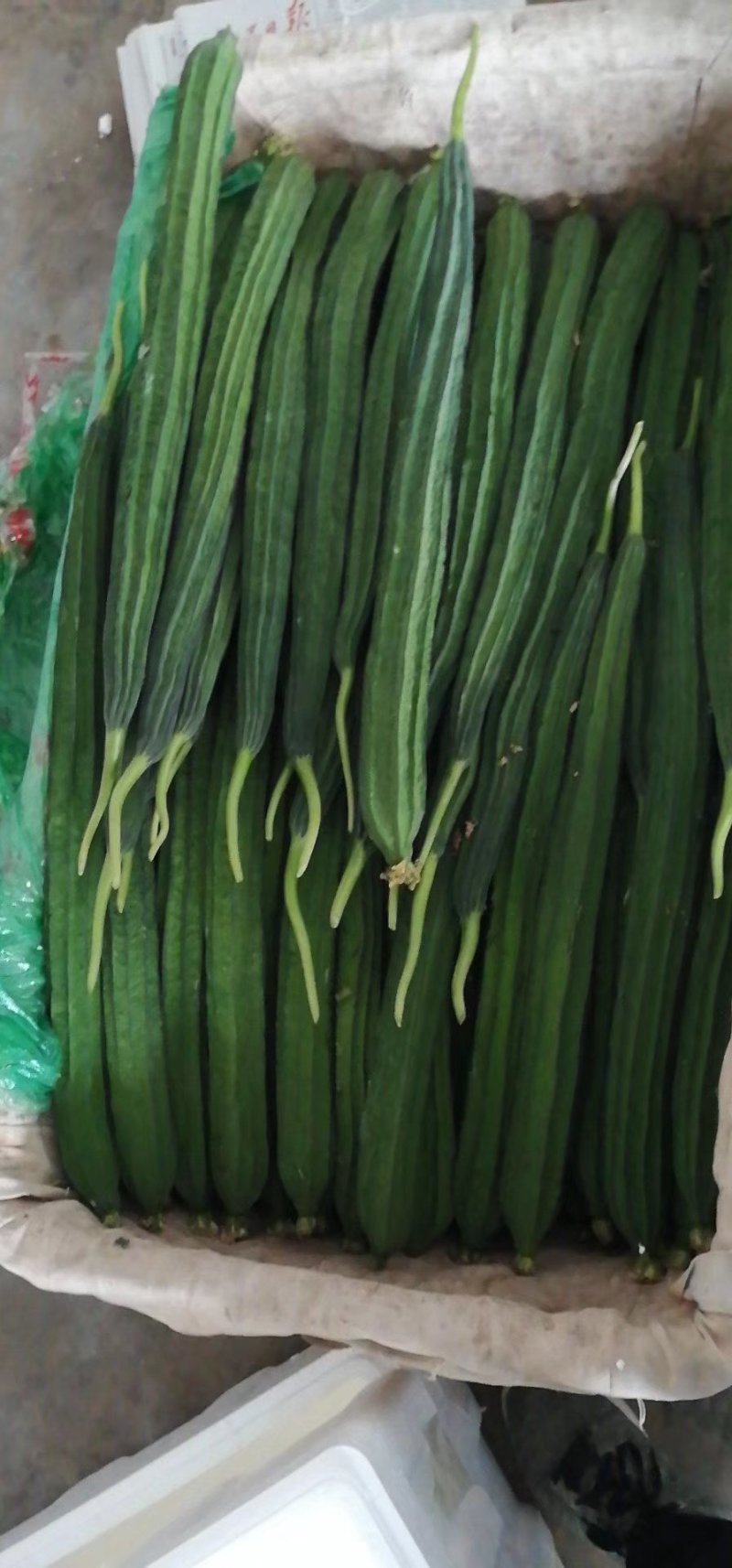 棱丝瓜