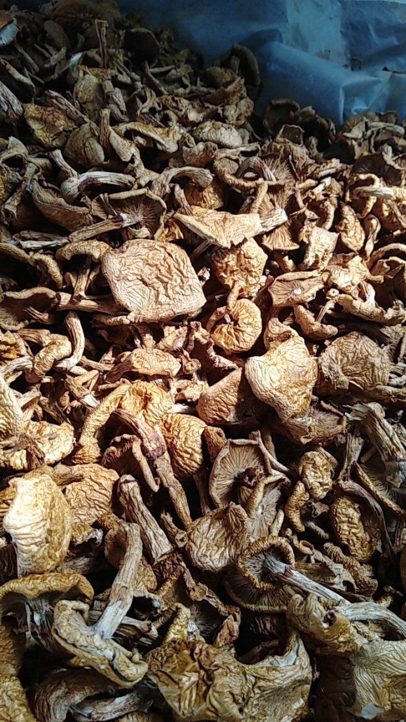 美味小黄蘑，好吃不贵价格实惠
