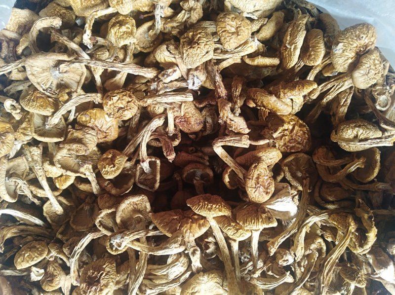 美味小黄蘑，好吃不贵价格实惠