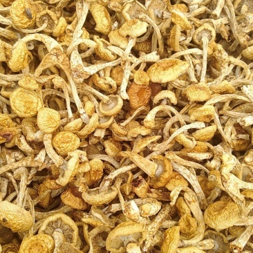 美味小黄蘑，好吃不贵价格实惠
