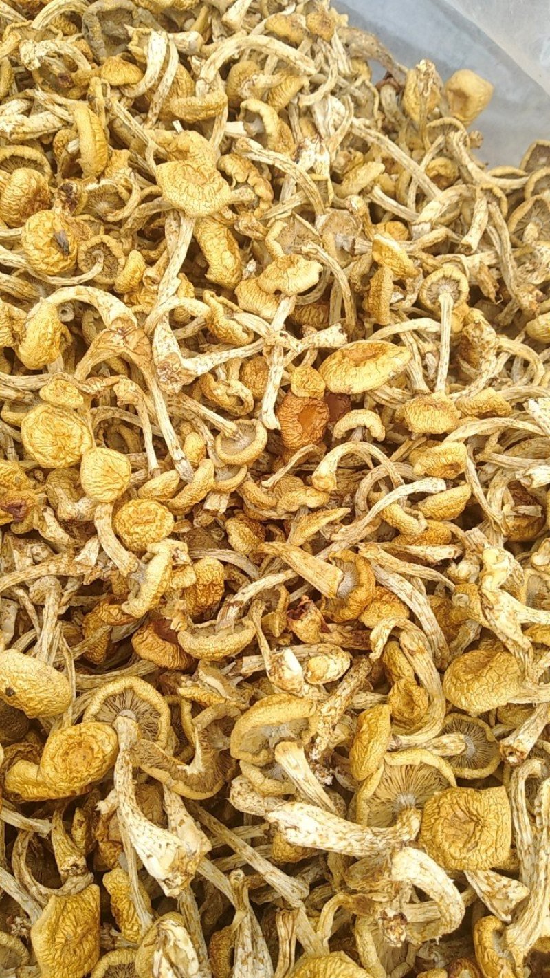 美味小黄蘑，好吃不贵价格实惠