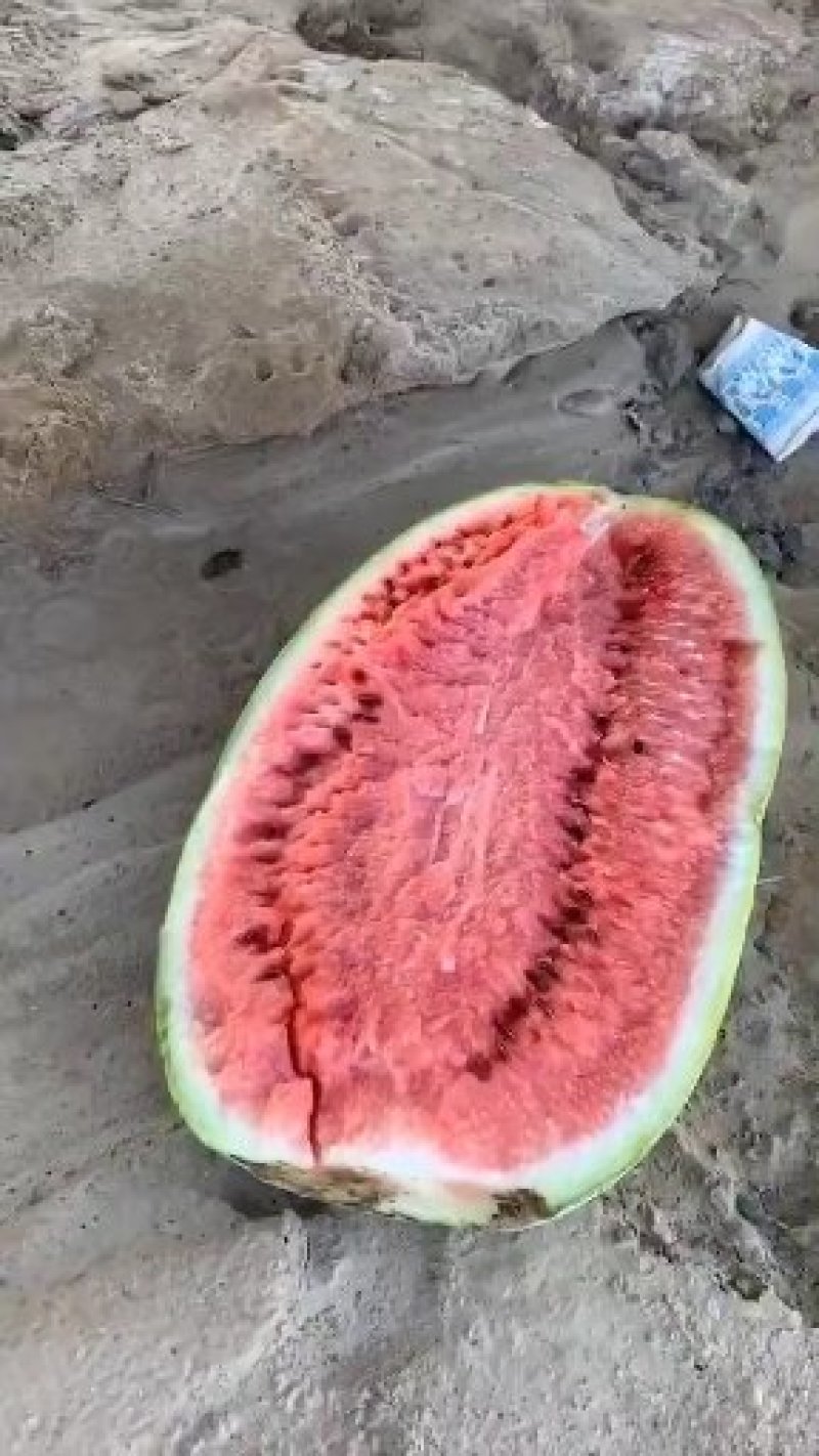 宁夏硒砂瓜就是甜就是甜耐运输