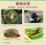 特菜，蔬菜，中药材，紫苏，新鲜，一件代发