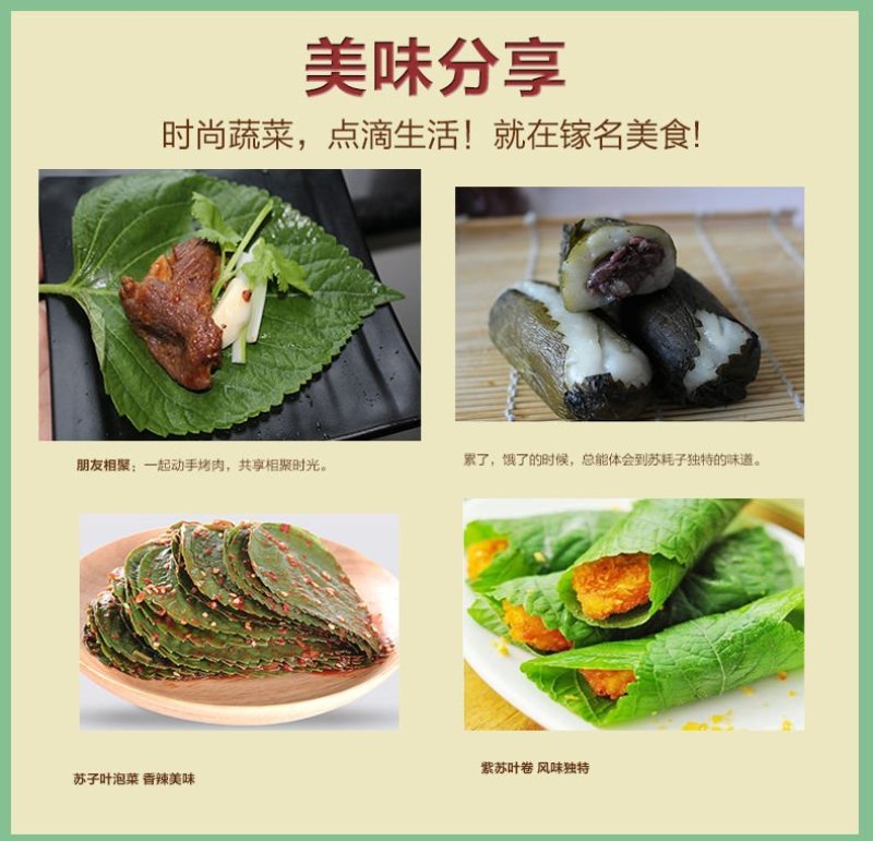 特菜，蔬菜，中药材，紫苏，新鲜，一件代发