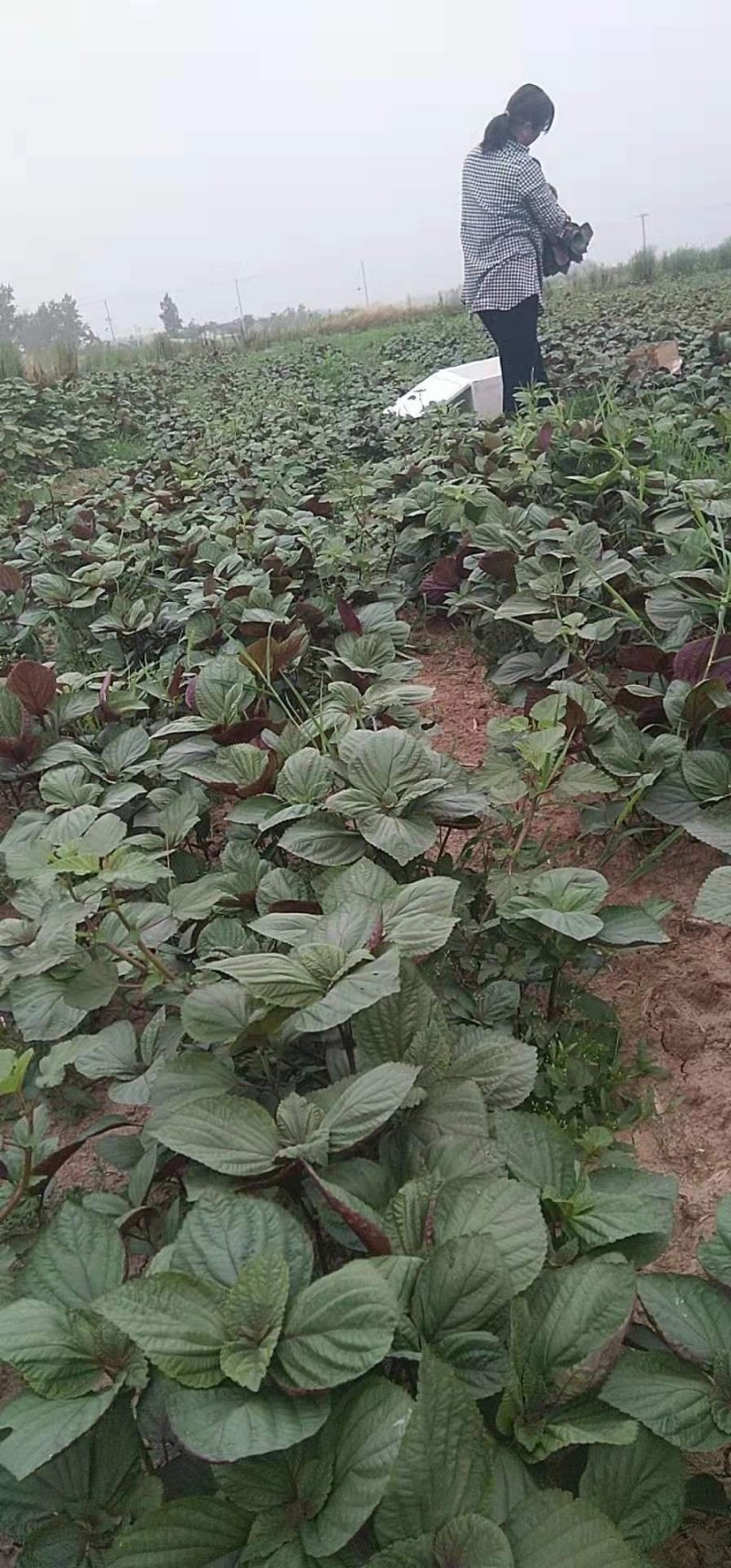 特菜，蔬菜，中药材，紫苏，新鲜，一件代发