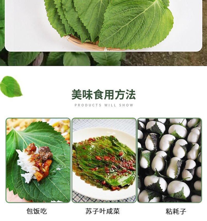 特菜，蔬菜，中药材，紫苏，新鲜，一件代发