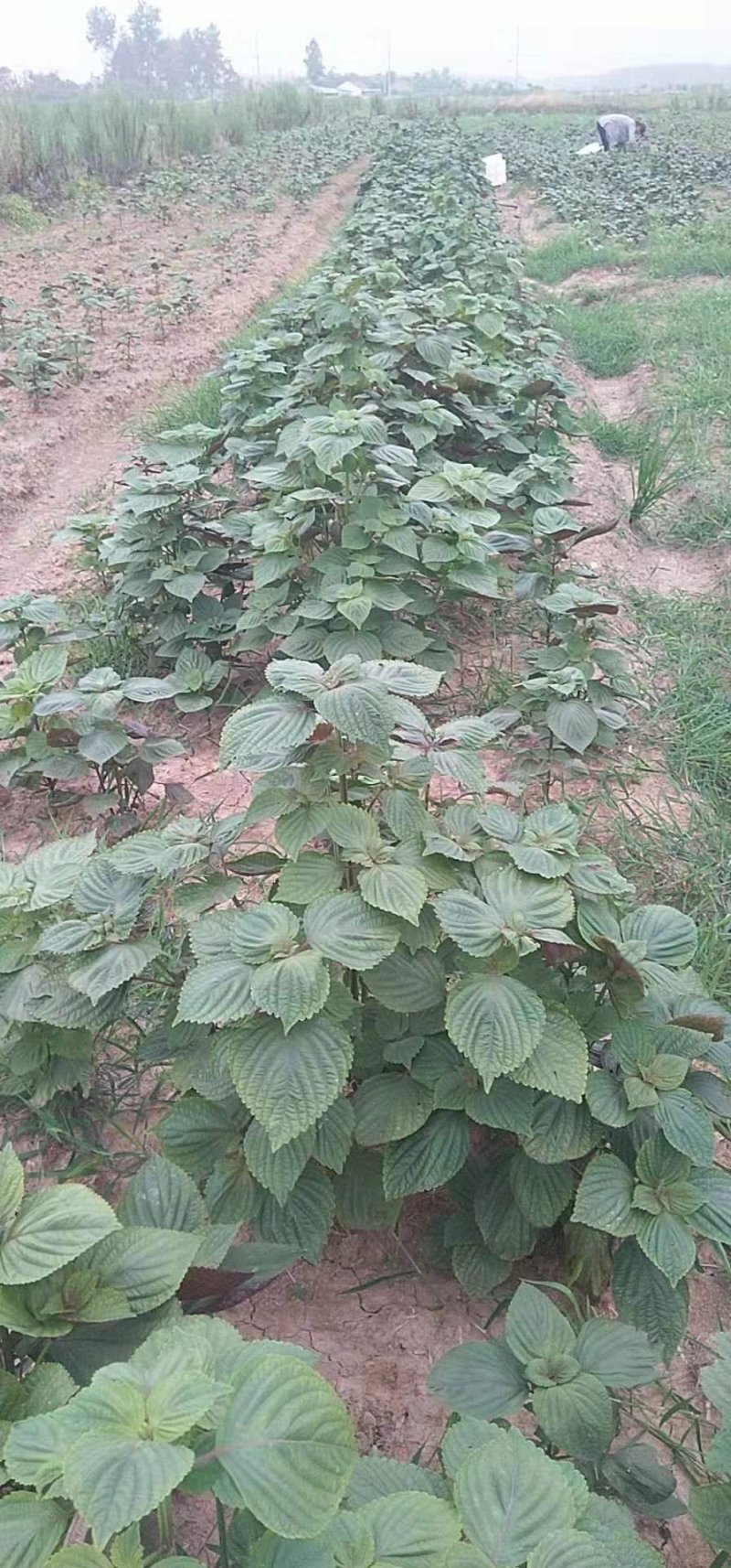 特菜，蔬菜，中药材，紫苏，新鲜，一件代发