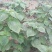 特菜，蔬菜，中药材，紫苏，新鲜，一件代发