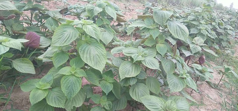 特菜，蔬菜，中药材，紫苏，新鲜，一件代发