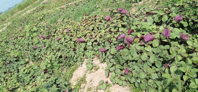 特菜，蔬菜，中药材，紫苏，新鲜，一件代发